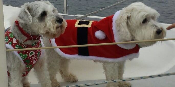 Big Water Christmas Dogs